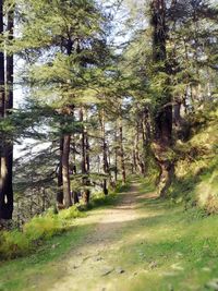 View of trees in forest