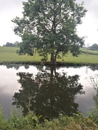 Tree by lake against sky