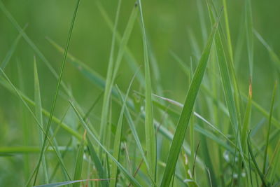 Detail shot of grass against blurred background