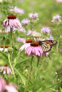 Close-up of butterfly pollinating on pink flower