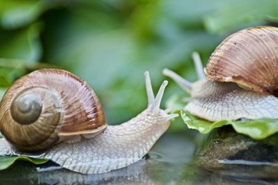 Close-up of snail