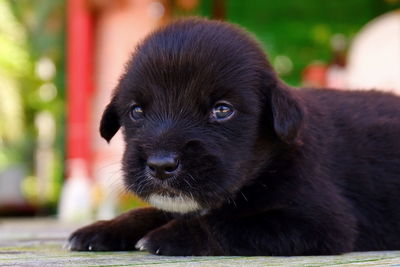 Portrait of black puppy relaxing outdoors