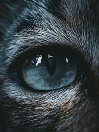 Close-up of cat eye