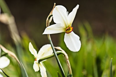 Close-up of white flowering plant