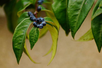 Close-up of fruit on plant