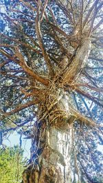 Low angle view of bare tree against sky