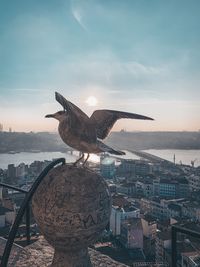 Seagull flying in city against sky