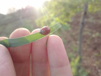 Close-up of hand holding leaf