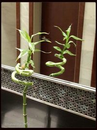 Close-up of potted plant