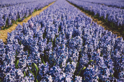 Close-up of lavender field