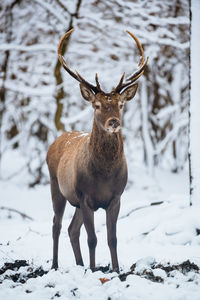 Deer standing on snow covered land