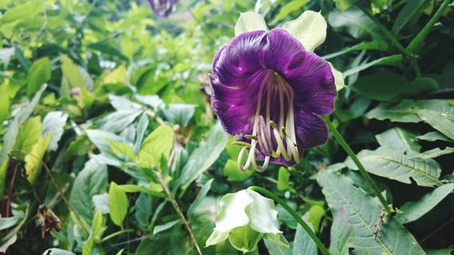 Close-up of purple flowering plant