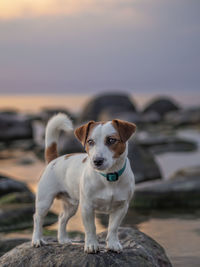 Portrait of dog on rock against sky during sunset