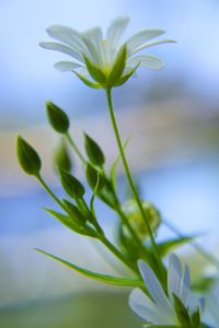 Close-up of flowering plant