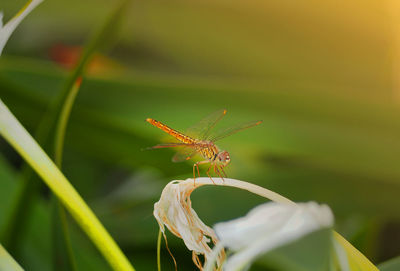 Close-up of insect on plant