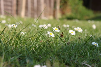 Close-up of white flowering plants on field