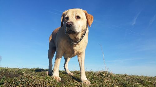 Dog standing on field against cloudy sky
