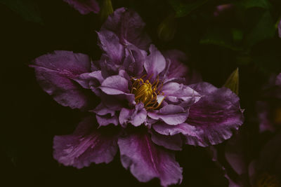 Close-up of bee on purple flowering plant