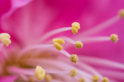 Macro shot of pink flowering plant