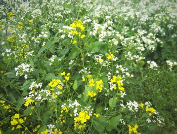 Close-up of yellow flowers