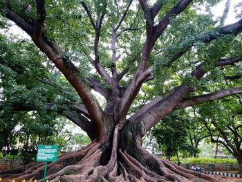 Trees in park