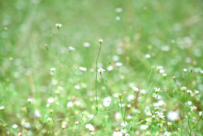 Close-up of spider on field