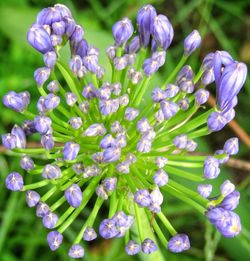 Close-up of wet purple flowers