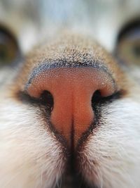 Extreme close up of cat