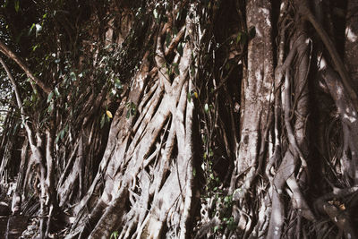 Low angle view of trees in forest