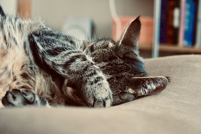 Close-up of a cat sleeping at home