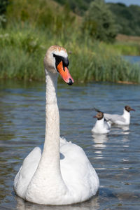Swan floating on lake