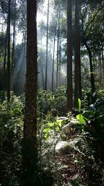 Trees in forest