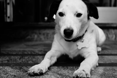 Close-up of puppy sitting outdoors