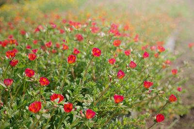 Close-up of red flowering plants on field