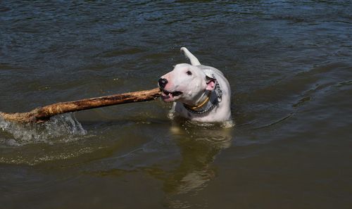 Dog in water