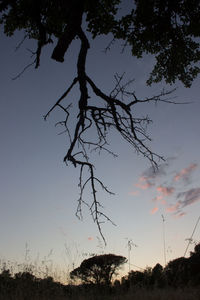 Low angle view of silhouette trees against sky