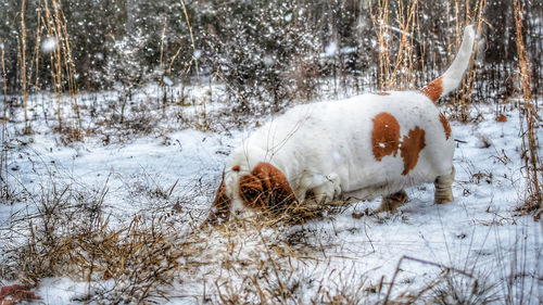 View of an animal on snow covered land