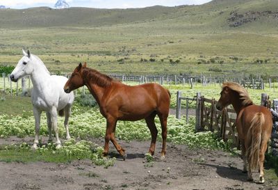 Horses standing in ranch