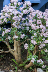 Close-up of white flowering plants