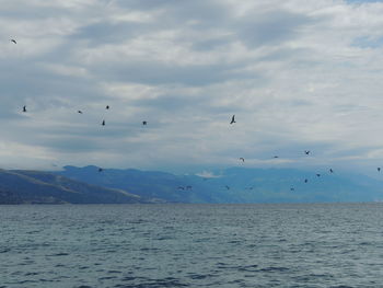 Birds flying over sea against sky