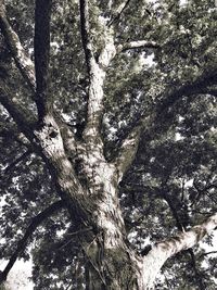 Low angle view of trees in forest