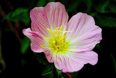 Close-up of pink flower