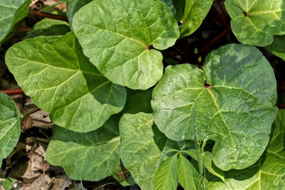 High angle view of green leaves