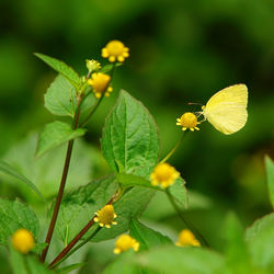Close-up of bee on yellow flower