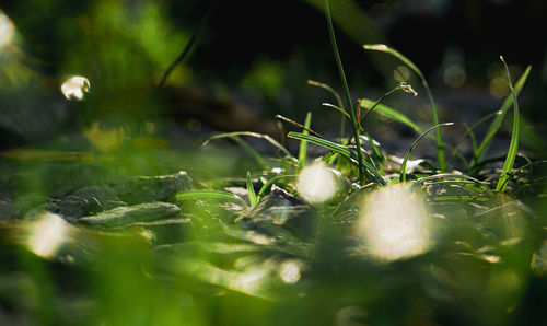 Close-up of wet plant leaves