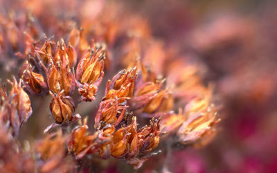 Close-up of dry plant during autumn