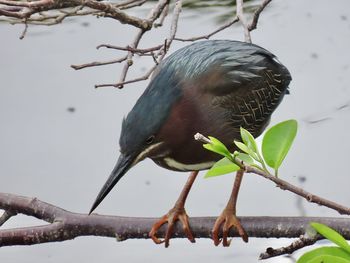 Close-up of bird perching on branch