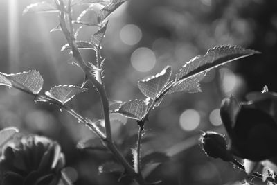 Close-up of wet plant leaves during winter