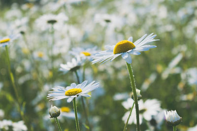 Close-up of white daisy flowers