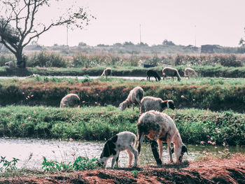 Sheep grazing on field